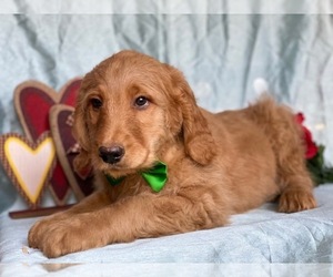 Goldendoodle Puppy for sale in LANCASTER, PA, USA