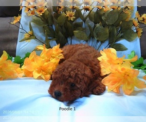 Poodle (Miniature) Puppy for sale in GREENWOOD, DE, USA