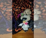 Small Photo #27 Goldendoodle Puppy For Sale in EAST POINT, GA, USA