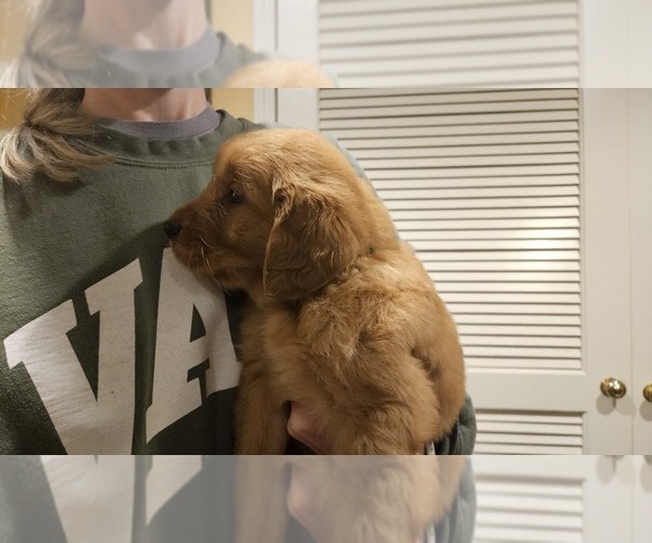 Medium Photo #3 Golden Retriever Puppy For Sale in ALBIA, IA, USA