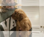 Small #2 Golden Retriever