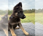 Small Photo #30 German Shepherd Dog Puppy For Sale in SUMPTER TWP, MI, USA