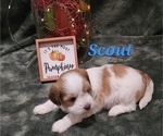 Puppy Scout Havanese