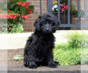 Poodle (Miniature) Puppy for sale in KIRKWOOD, PA, USA