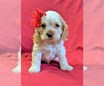 Small Photo #1 Cocker Spaniel Puppy For Sale in LANCASTER, PA, USA