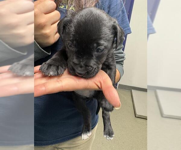 Medium Photo #1 Mutt Puppy For Sale in Bakersfield, CA, USA