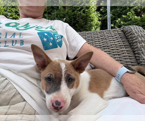 Medium Photo #3 Mutt Puppy For Sale in Oakhurst, NJ, USA