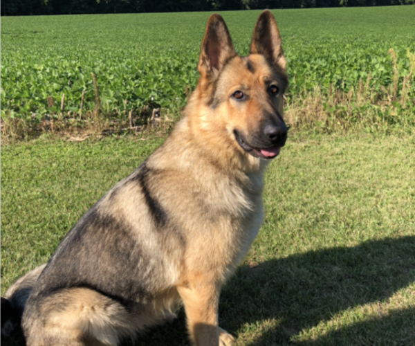 Medium Photo #3 German Shepherd Dog Puppy For Sale in CRANDON, WI, USA
