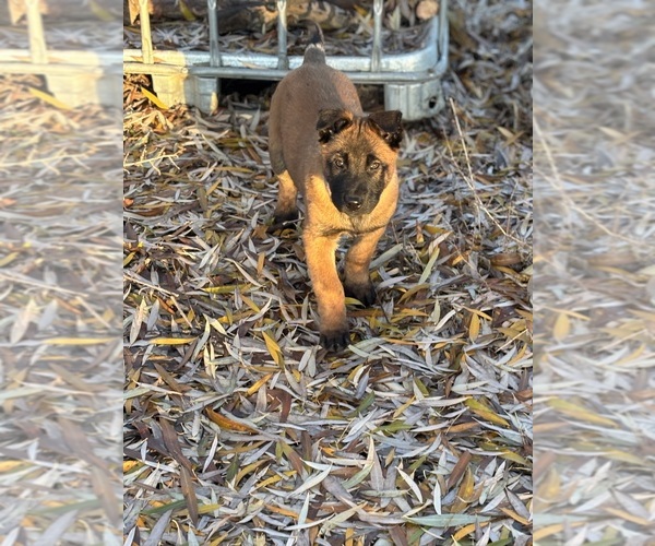 Medium Photo #3 Belgian Malinois Puppy For Sale in EPHRATA, WA, USA
