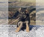 Small Photo #1 German Shepherd Dog Puppy For Sale in HOPKINSVILLE/PRINCETON, KY, NH, USA
