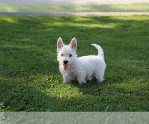 View Ad West Highland White Terrier Puppy For Sale Near Ohio Shiloh Usa Adn 288345