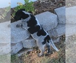 Small Photo #29 Australian Cattle Dog Puppy For Sale in SYLMAR, CA, USA