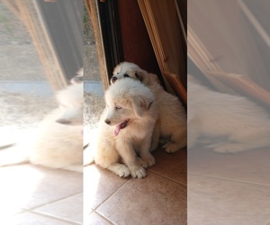 Great Pyrenees Puppy for Sale in JOHNSON CITY, Tennessee USA