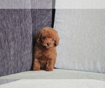 Small Photo #4 Poodle (Toy) Puppy For Sale in CHICAGO, IL, USA