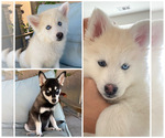 Image preview for Ad Listing. Nickname: 3 pomsky pups