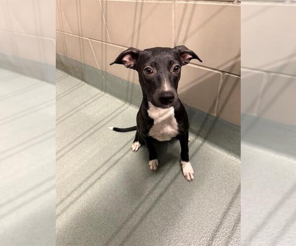 Medium Photo #1 Unknown-Whippet Mix Puppy For Sale in Baytown, TX, USA