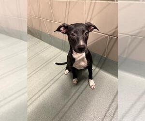 Unknown-Whippet Mix Dogs for adoption in Baytown, TX, USA