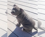 Small Photo #5 American Bully Puppy For Sale in MARTELL, NE, USA