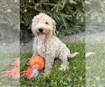 Small #4 Goldendoodle (Miniature)
