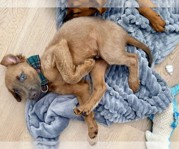 Medium Photo #3 Golden Labrador Puppy For Sale in Royal Palm Beach, FL, USA