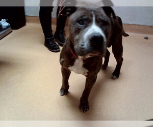 Mutt Dogs for adoption in Martinez, CA, USA