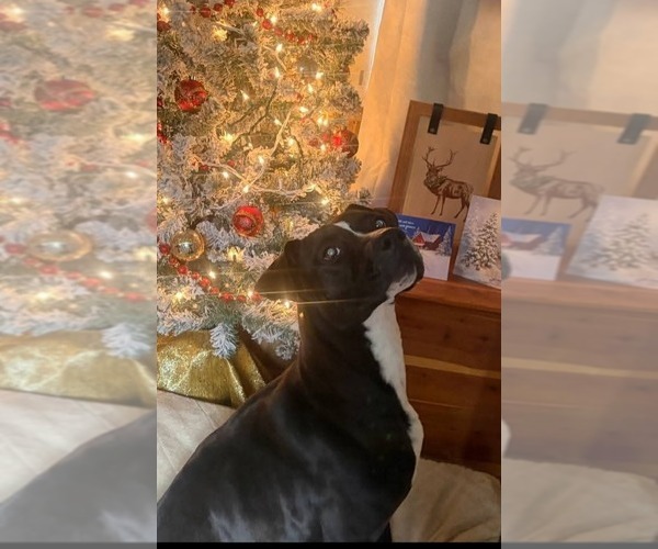 Medium Photo #2 Labrador Retriever Puppy For Sale in garner, NC, USA