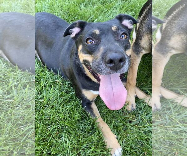 Medium Photo #4 German Shepherd Dog-Unknown Mix Puppy For Sale in Davis, CA, USA