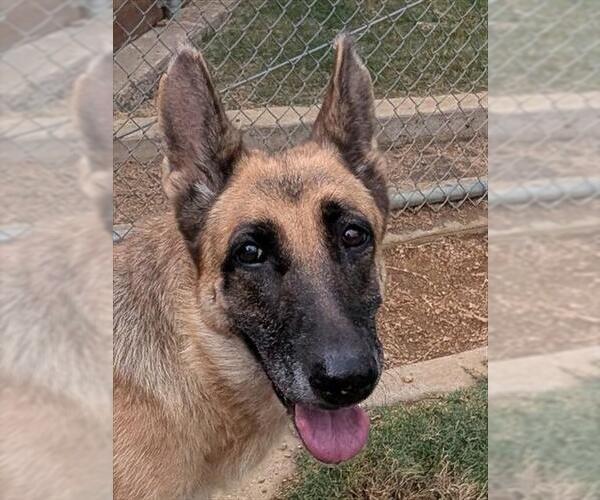 Medium Photo #1 German Shepherd Dog-Unknown Mix Puppy For Sale in Plano, TX, USA