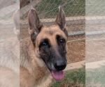 ELEANOR - Female German Shepherd Dog-Unknown Mix Dog for Adoption - Small photo