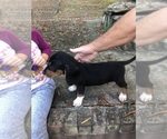 Small Photo #1 Beagle Puppy For Sale in ANNISTON, AL, USA