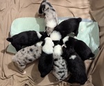 Small Photo #47 Australian Shepherd Puppy For Sale in SYLVA, NC, USA
