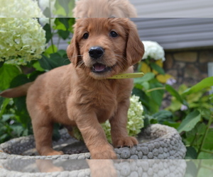 Medium Golden Retriever