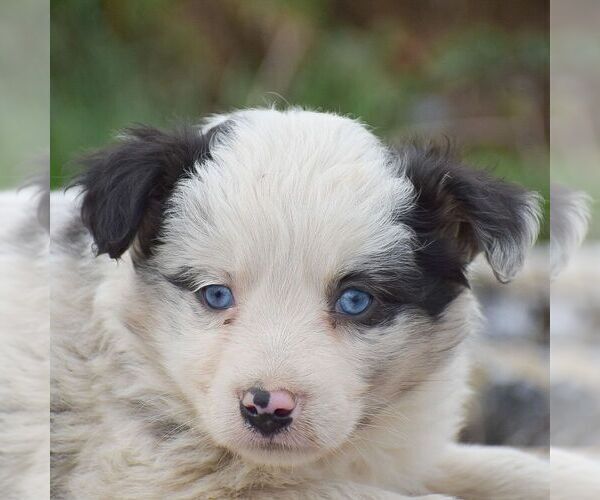 Medium Photo #2 Miniature Australian Shepherd Puppy For Sale in EPHRATA, PA, USA