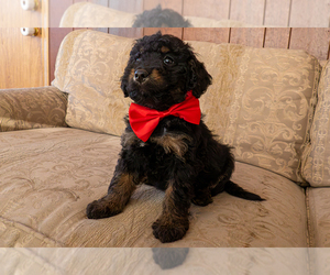 Bernedoodle (Miniature) Puppy for sale in ROY, UT, USA