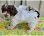 Small #1 Shih-Poo
