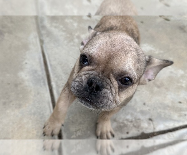 Medium Photo #7 French Bulldog Puppy For Sale in DISCOVERY BAY, CA, USA