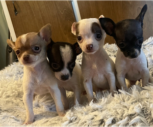 Chihuahua Puppy for sale in BURNETTSVILLE, IN, USA