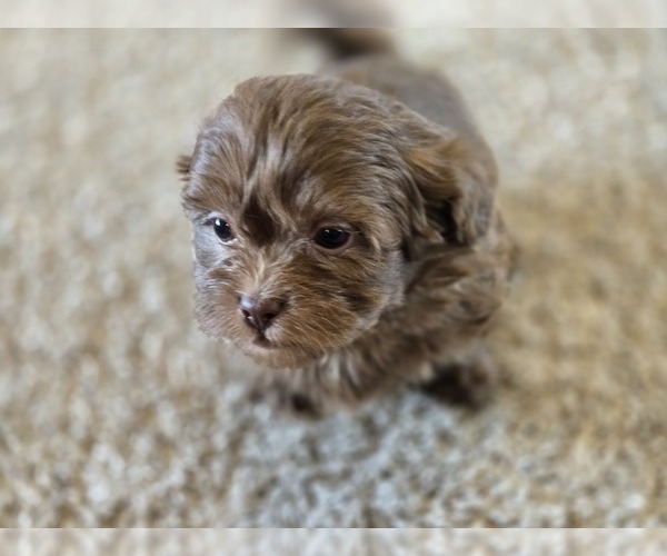 Medium Photo #6 ShihPoo Puppy For Sale in CARLYLE, IL, USA