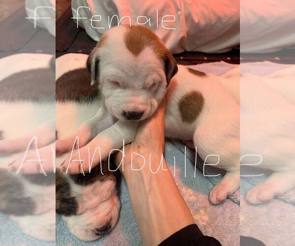 Medium Photo #2 Mutt Puppy For Sale in Evansville, IN, USA
