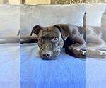 Small #2 American Staffordshire Terrier-Labrador Retriever Mix