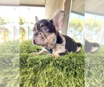 Small Photo #12 French Bulldog Puppy For Sale in MANCHESTER, NH, USA