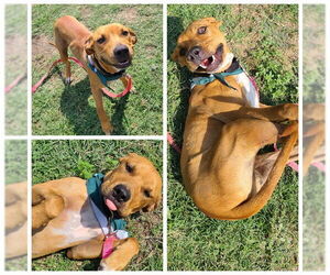 Mutt Dogs for adoption in San Antonio, TX, USA
