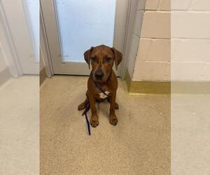 Plott Hound-Unknown Mix Dogs for adoption in Grand Prairie, TX, USA