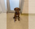 MIKE - Male Plott Hound-Unknown Mix Dog for Adoption - Small photo