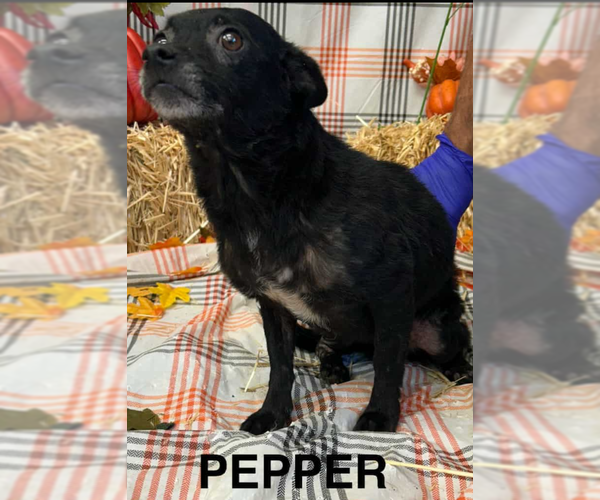 Medium Photo #2 Chihuahua-Unknown Mix Puppy For Sale in Cranston, RI, USA