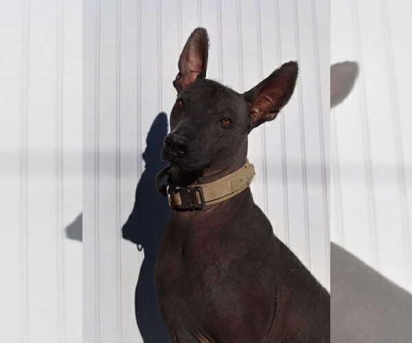 Medium Photo #1 Xoloitzcuintli (Mexican Hairless) Puppy For Sale in MERCED, CA, USA