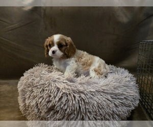 Cavalier King Charles Spaniel Puppy for sale in CARLYLE, IL, USA