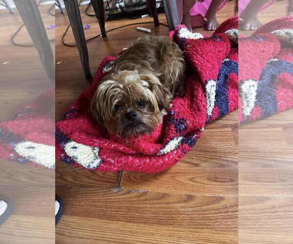 Medium Photo #3 Mutt Puppy For Sale in Uwchlan, PA, USA