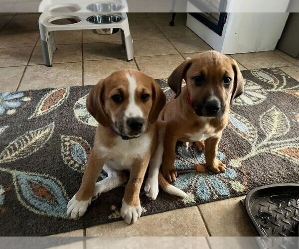 Medium Photo #1 Mutt Puppy For Sale in FRAMINGHAM, MA, USA