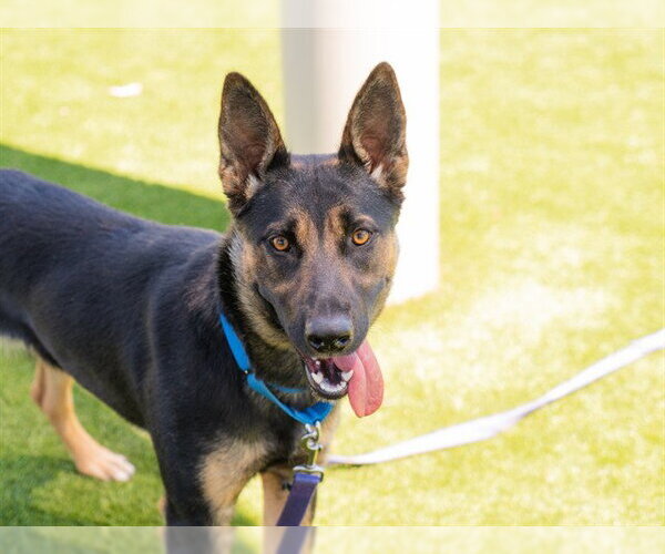 Medium Photo #1 German Shepherd Dog Puppy For Sale in Martinez, CA, USA